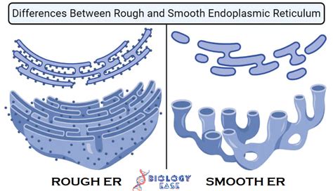 difference between rough and smooth er|rough and smooth er definition.